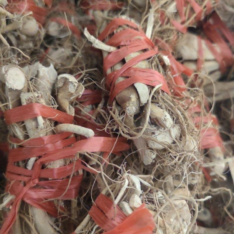 白花牛奶树根