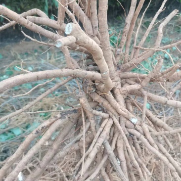 丹皮牡丹皮无硫丹皮各种规格红条牡丹黑通牡丹须子