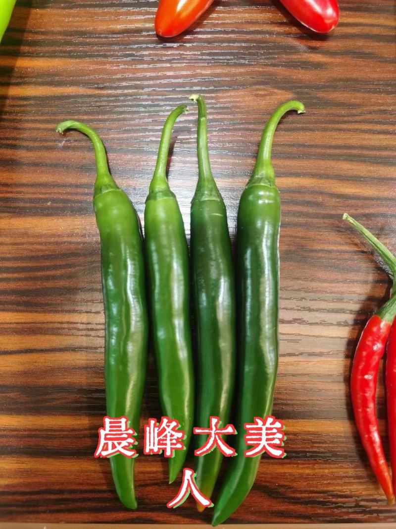 晨锋大美人大果美人椒种子中早熟杂交高产海花红辣椒籽大型尖