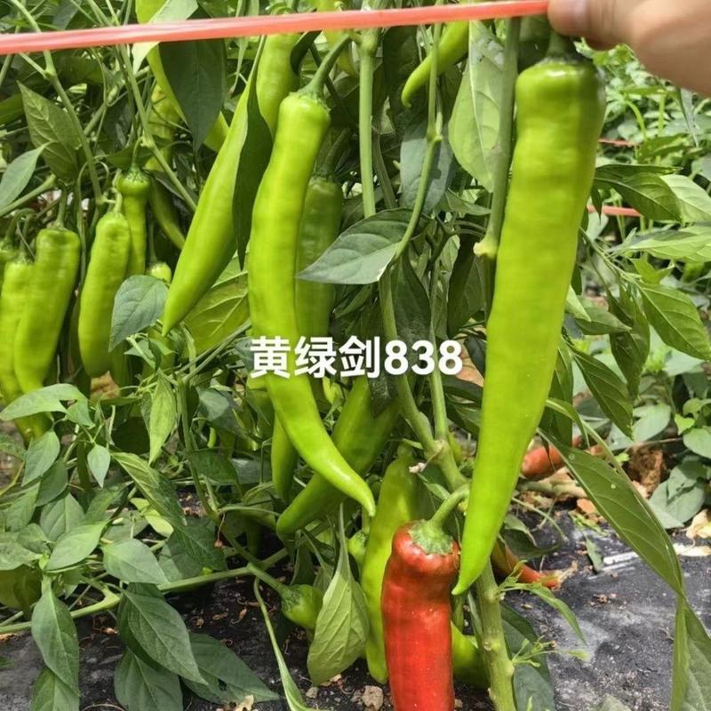 黄绿剑838辣椒种子早熟羊角椒种籽辣味适中春秋高产抗病