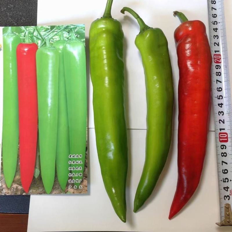黄绿剑838辣椒种子早熟羊角椒种籽辣味适中春秋高产抗病