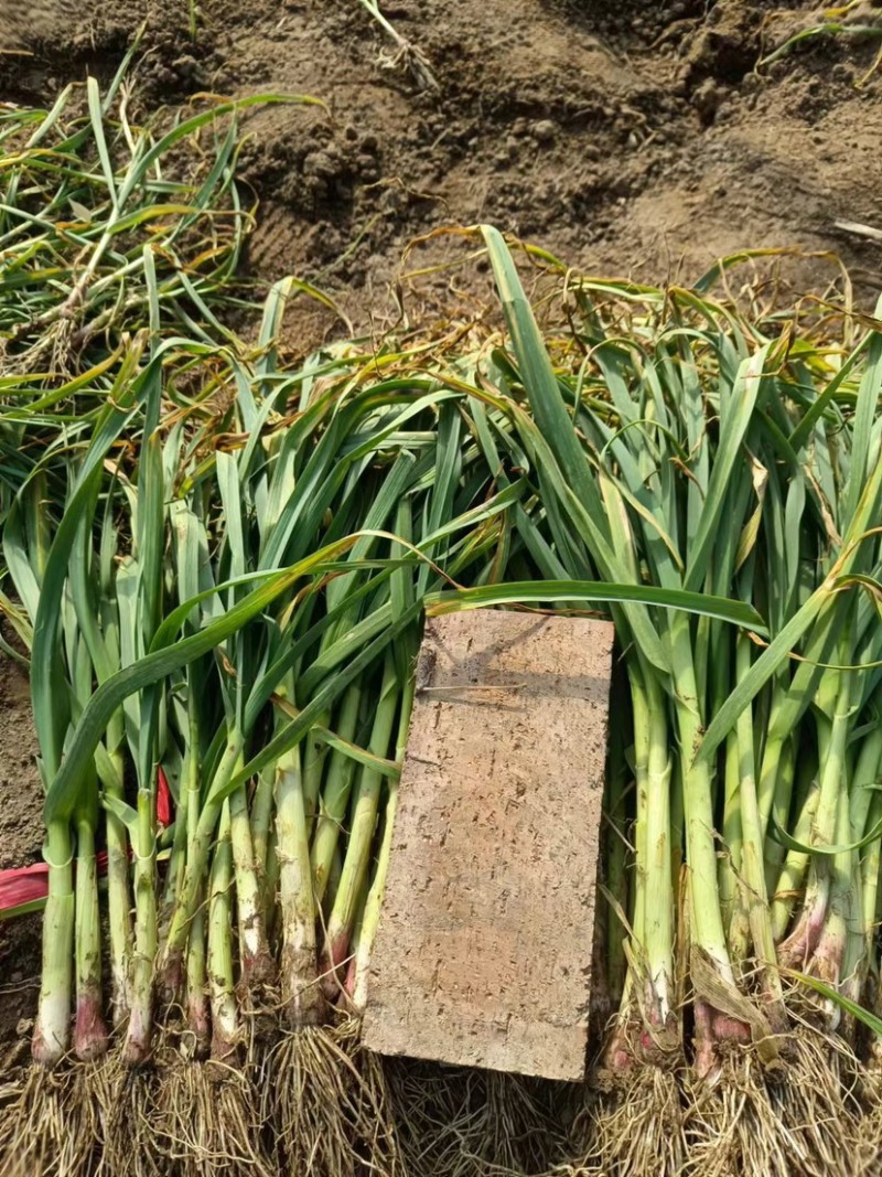 华州区红根蒜苗大量上市供应欢迎咨询支持视频看货