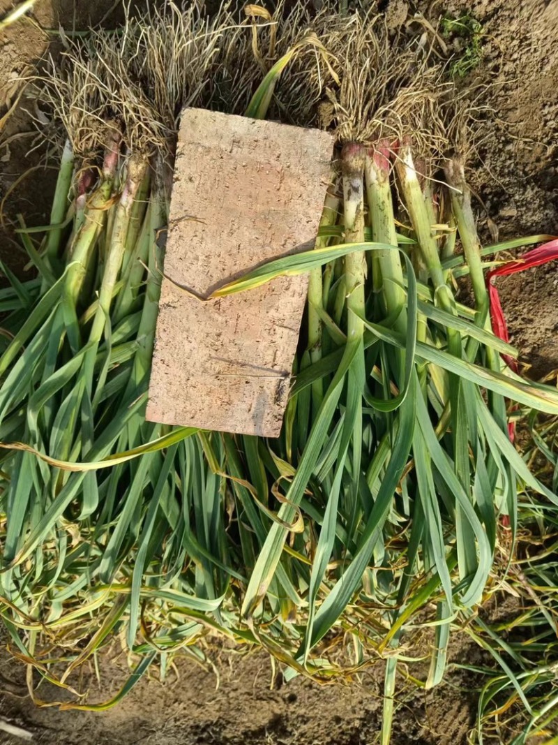 华州区红根蒜苗大量上市供应欢迎咨询支持视频看货