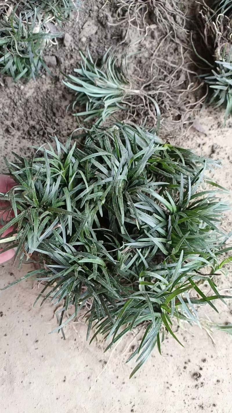 精品无土玉龙草日本矮麦冬地苗盆苗基地直发根系好成活率高