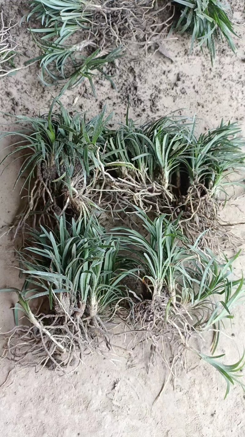 精品无土玉龙草日本矮麦冬地苗盆苗基地直发根系好成活率高