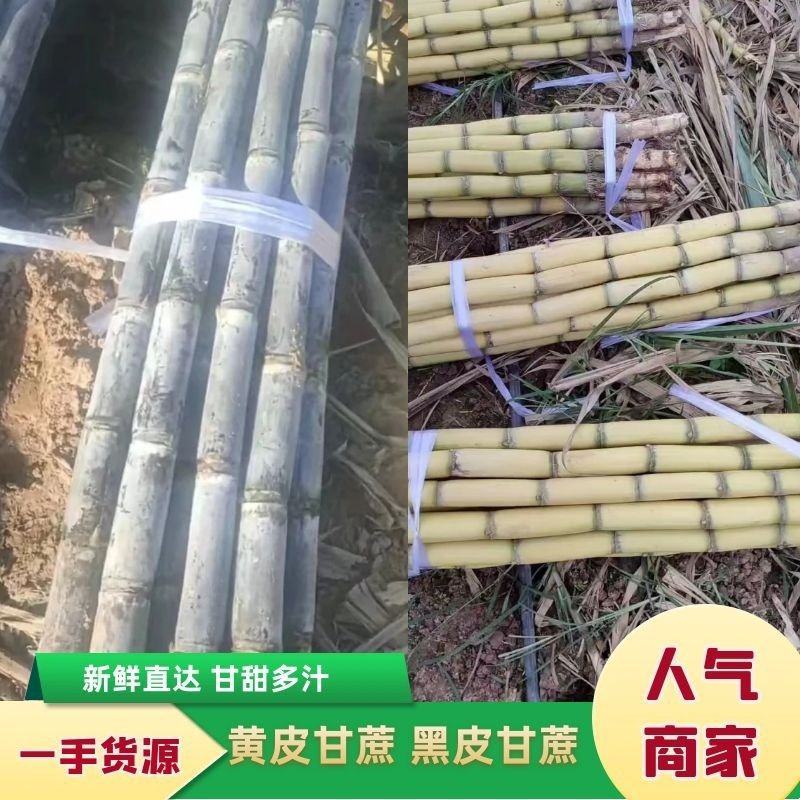 云南精品黄金甘蔗黄皮甘蔗对接电商，市场，团购，大量供应