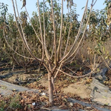 四年大樱桃树苗，花芽满满当年丰产，kgb树形更易管理