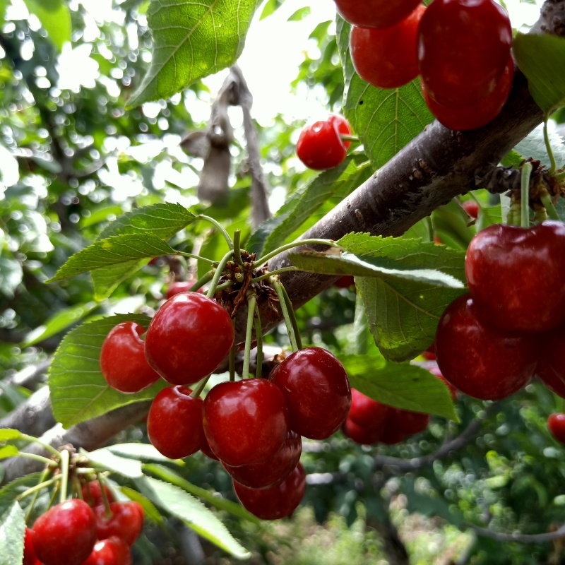 四年大樱桃树苗，花芽满满当年丰产，kgb树形更易管理