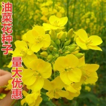 高产油菜种子绿化观赏油菜花种子榨油原料油菜种子非转基因油