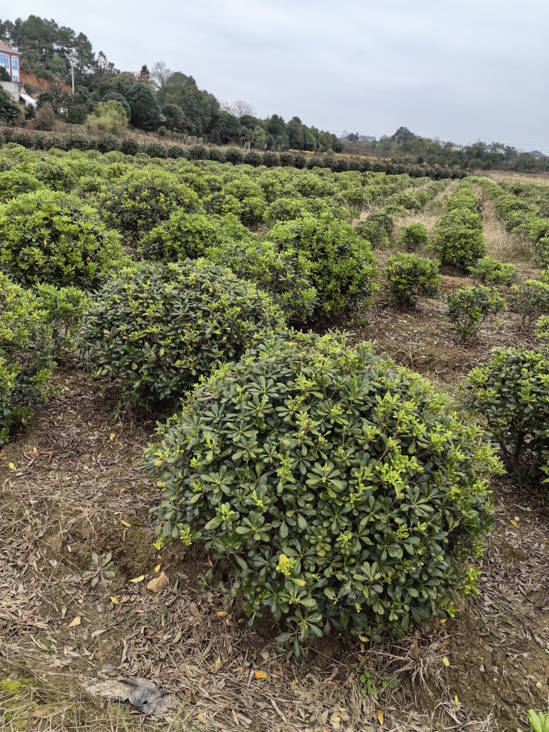 基地直供常绿灌木精品海桐球海桐毛球海桐杯苗海桐地苗及芽苗