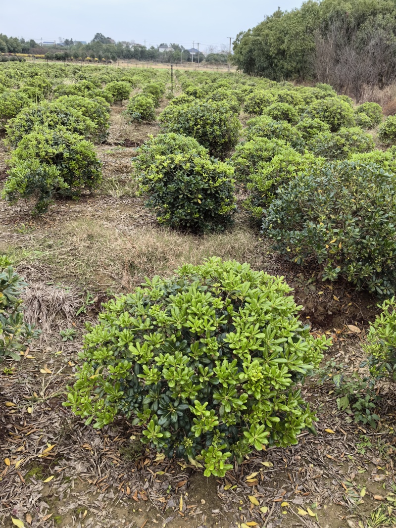 基地直供常绿灌木精品海桐球海桐毛球海桐杯苗海桐地苗及芽苗