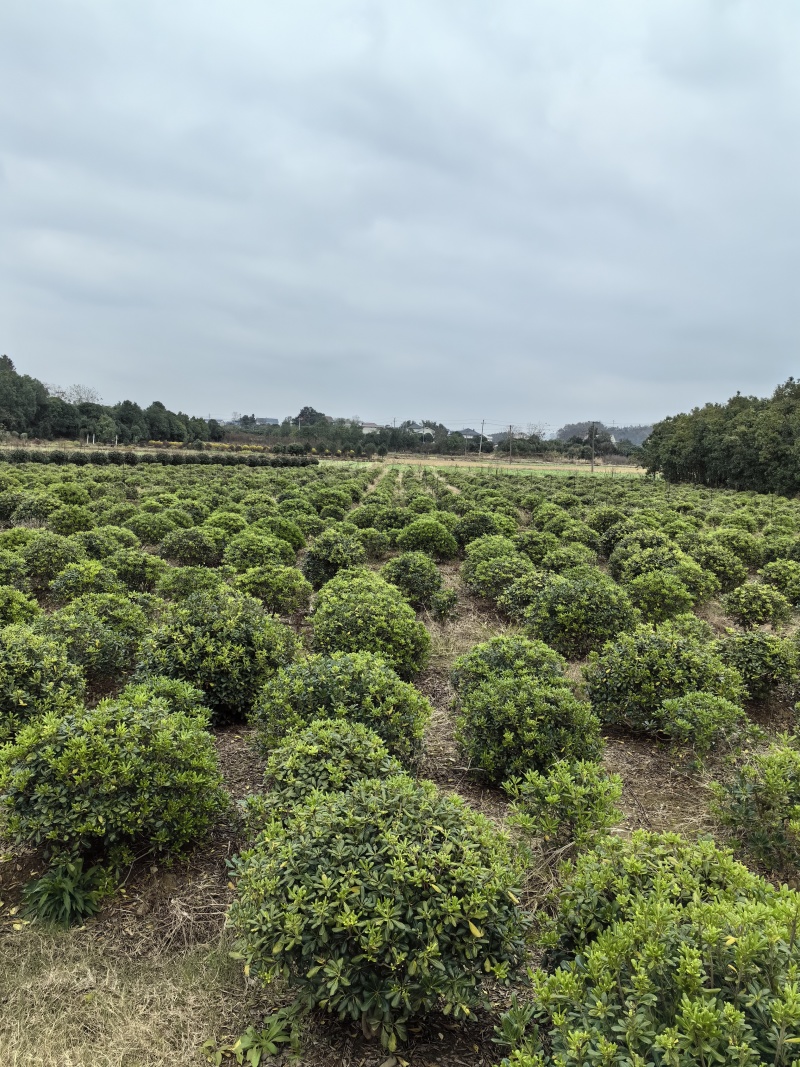 基地直供常绿灌木精品海桐球海桐毛球海桐杯苗海桐地苗及芽苗