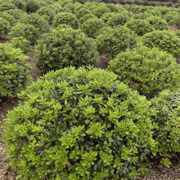 基地直供常绿灌木精品海桐球海桐毛球海桐杯苗海桐地苗及芽苗
