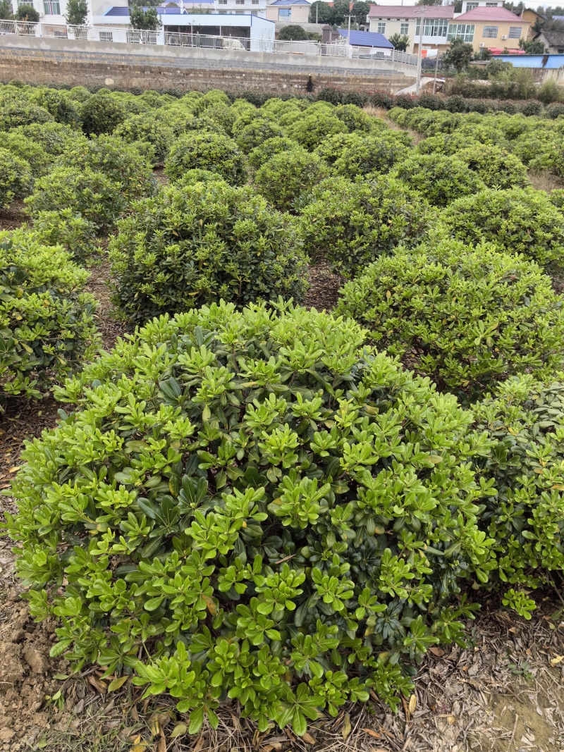 基地直供常绿灌木精品海桐球海桐毛球海桐杯苗海桐地苗及芽苗