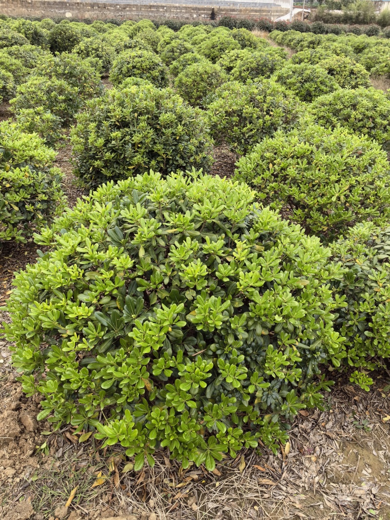 基地直供常绿灌木精品海桐球海桐毛球海桐杯苗海桐地苗及芽苗