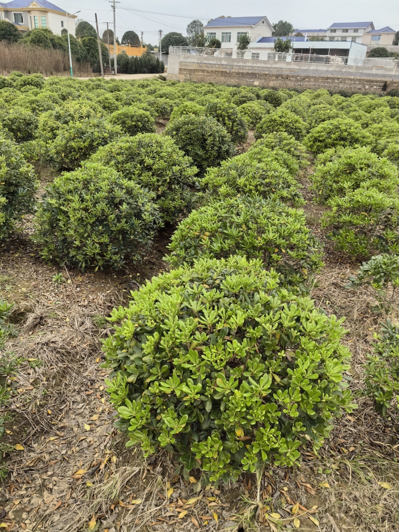 基地直供常绿灌木精品海桐球海桐毛球海桐杯苗海桐地苗及芽苗