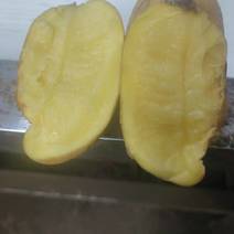 黄心土豆种子