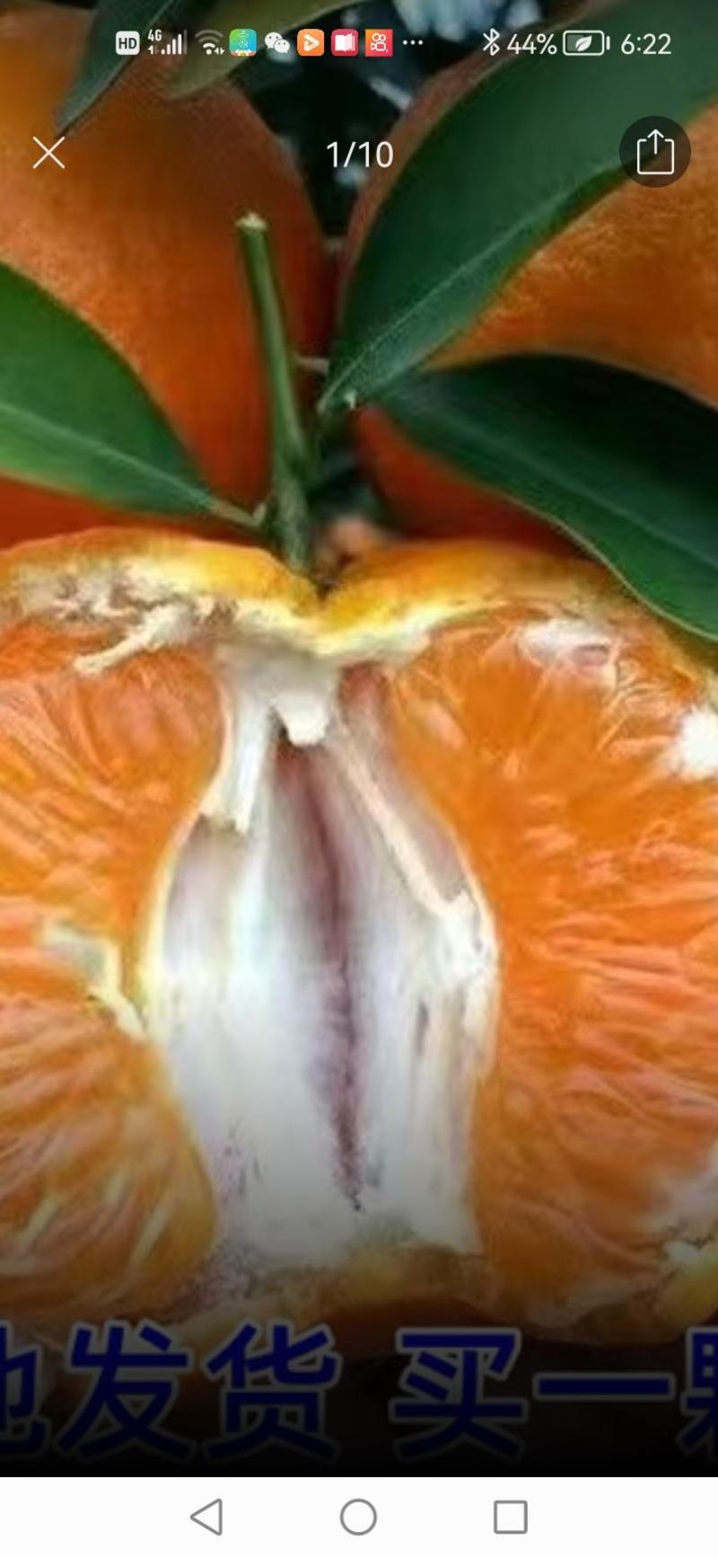 血橙，椪柑