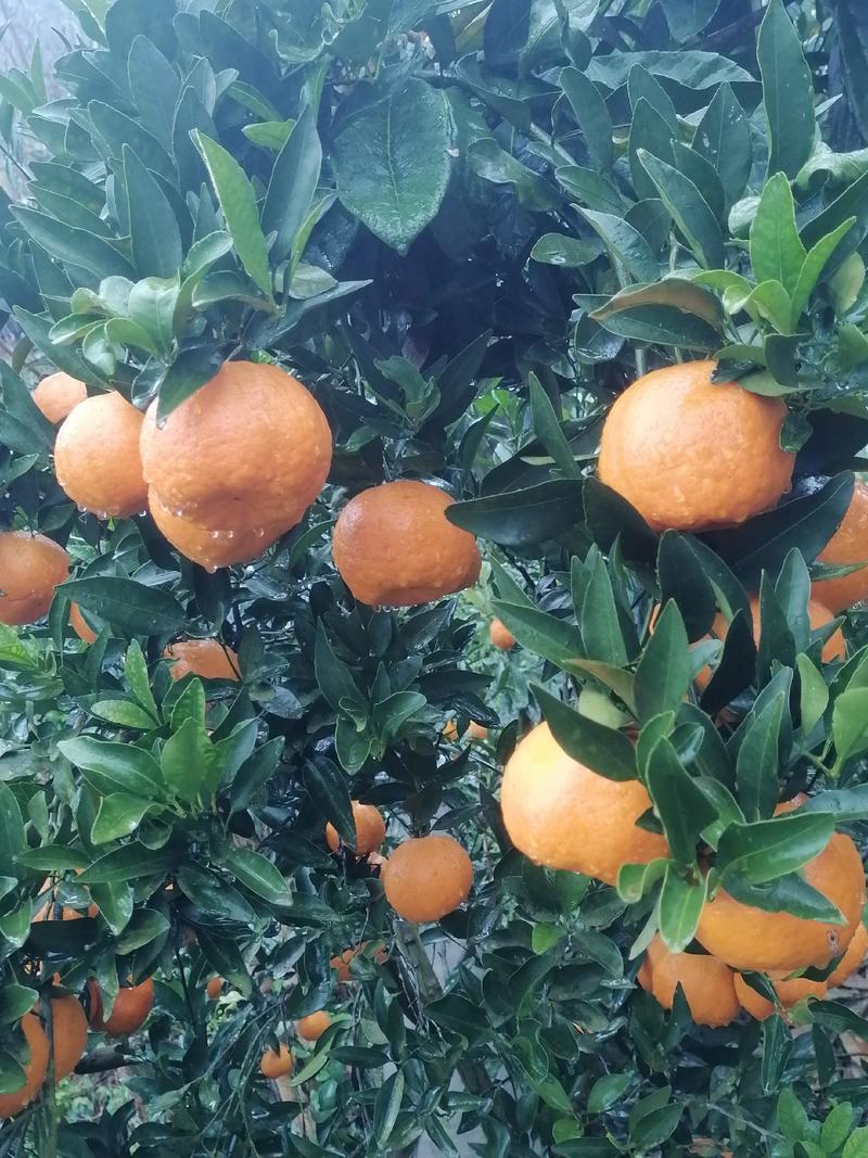 血橙，椪柑
