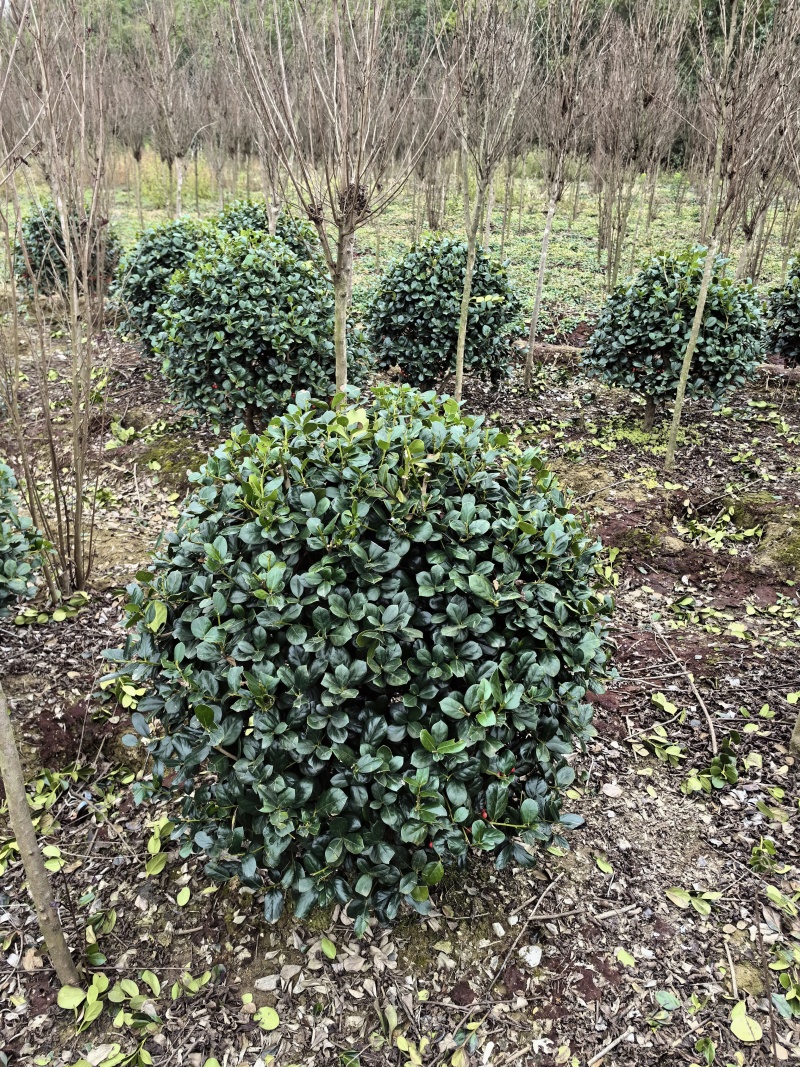 基地直供常绿灌木金玉满堂无刺枸骨球耐修剪易成活适应性强