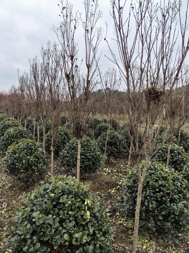 基地直供常绿灌木金玉满堂无刺枸骨球耐修剪易成活适应性强