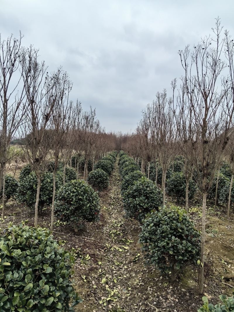 基地直供常绿灌木金玉满堂无刺枸骨球耐修剪易成活适应性强