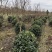 基地直供常绿灌木金玉满堂无刺枸骨球耐修剪易成活适应性强