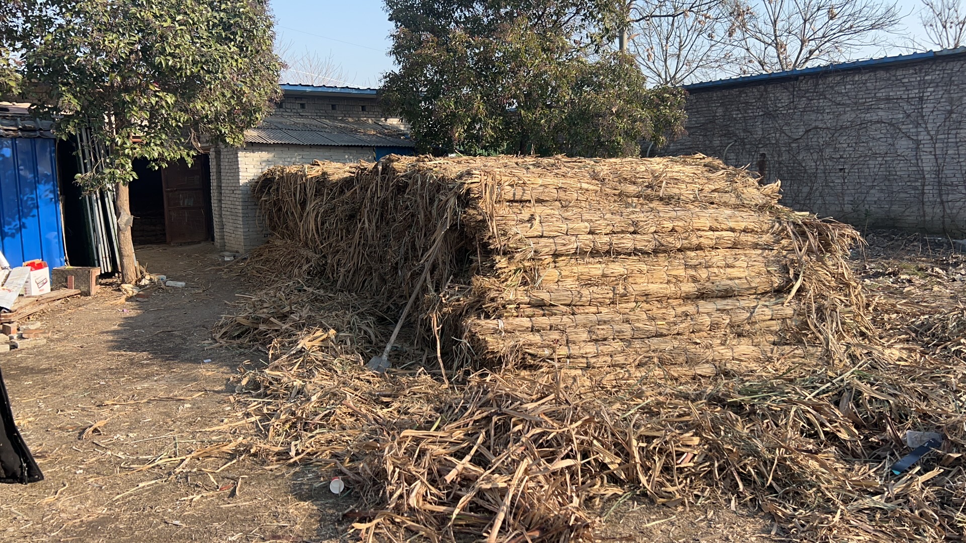 甘蔗田旁有一座木质结构的小屋,门口挂着‘甘蔗采摘欢迎你’的横幅 甘蔗田边的农家小屋