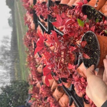 火焰南天竹精品苗