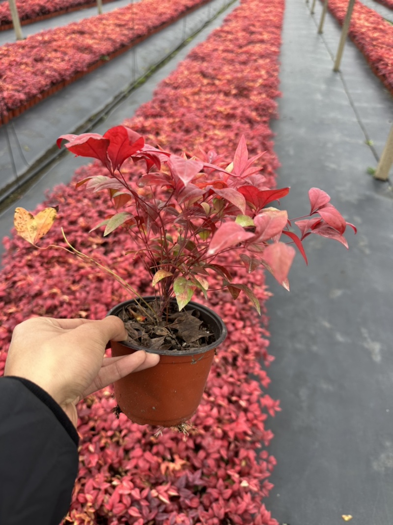 火焰南天竹精品苗