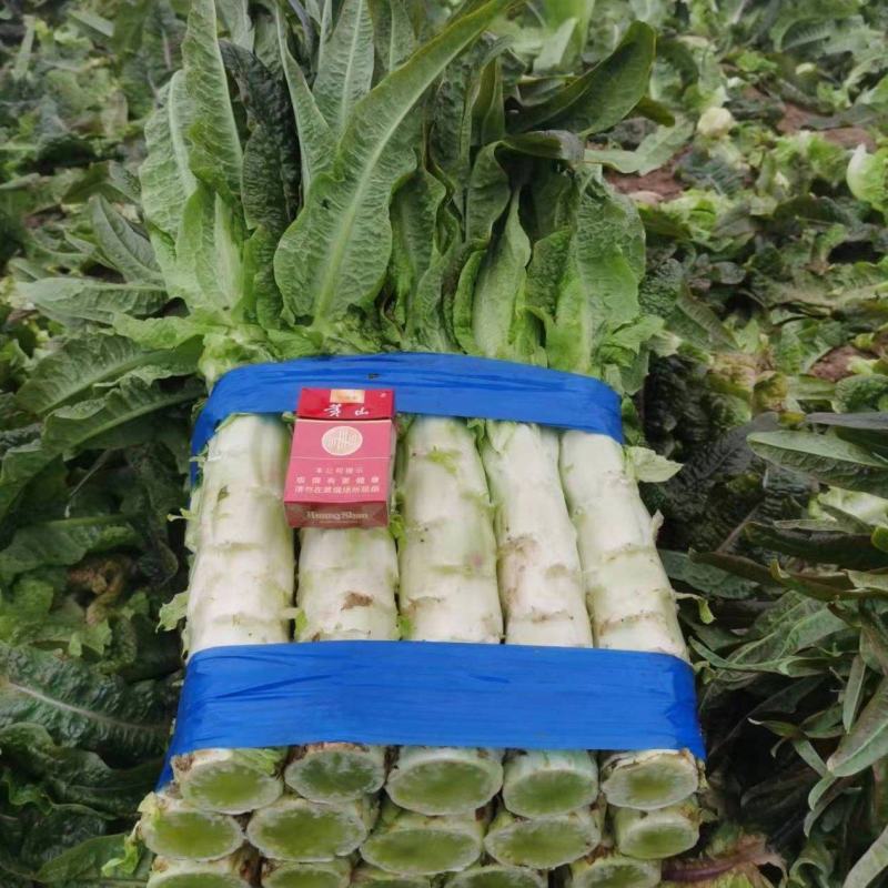 安徽红叶香莴笋青皮青肉供市场电商商超零售社区团购