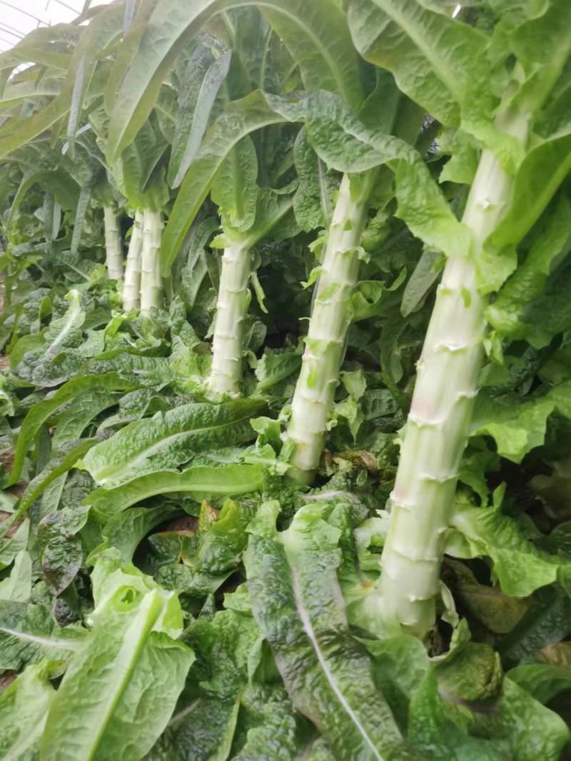 安徽红叶香莴笋青皮青肉供市场电商商超零售社区团购