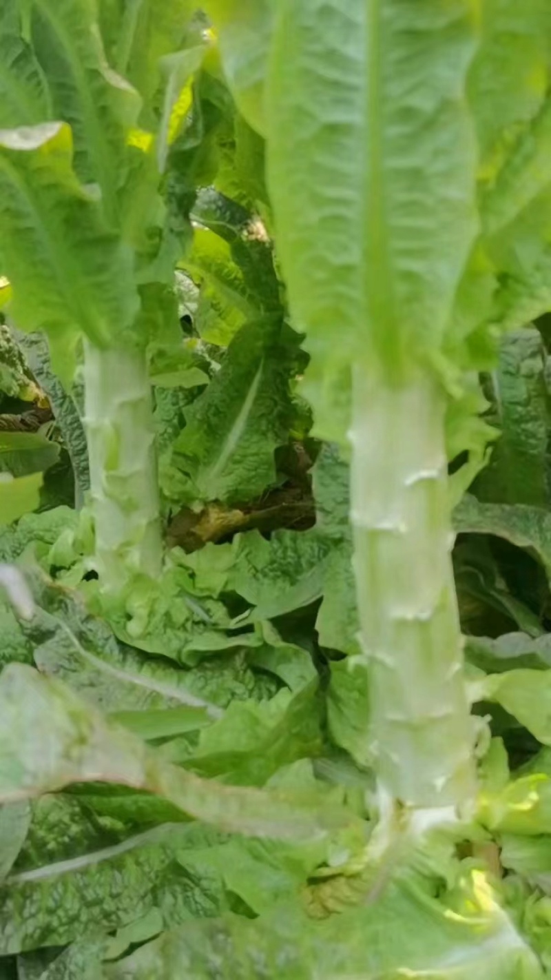 安徽红叶香莴笋青皮青肉供市场电商商超零售社区团购