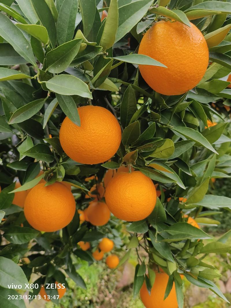 【精品橙子】九月红脐橙优质脐橙，果园看货现摘现发