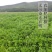 烧仙草凉粉草仙草干烧仙草材料新鲜草干全套配料仙草冻黑