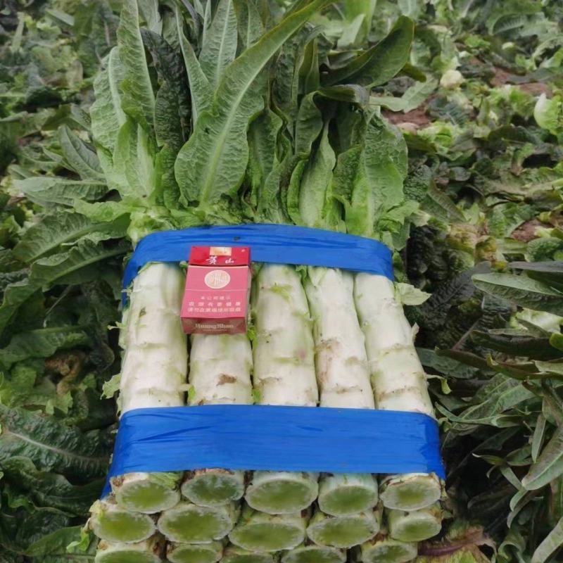 安徽青皮莴苣青皮青肉红尖叶莴笋红莴笋三青莴笋