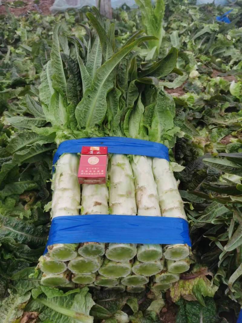 安徽青皮莴苣青皮青肉红尖叶莴笋红莴笋三青莴笋