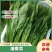 油麦菜一年四季供应有大棚质量可靠可发全国
