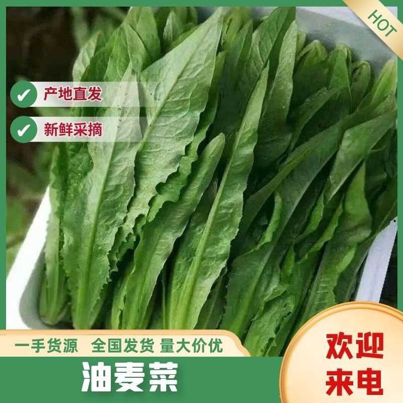 油麦菜一年四季供应有大棚质量可靠可发全国