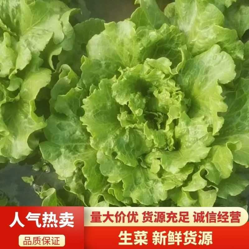 意大利生菜产地发货质量可靠量大有大棚一年四季供应