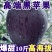 高端黑钻苹果冰糖黑卡新鲜应季黑苹果冰糖心全黑苹果包邮
