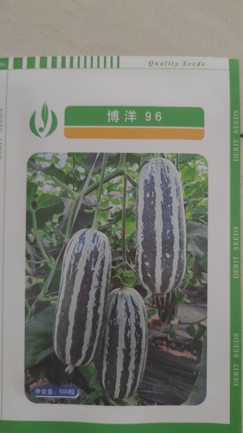 博洋92甜瓜苗嫁接甜瓜苗博洋96甜瓜种苗预订自根苗