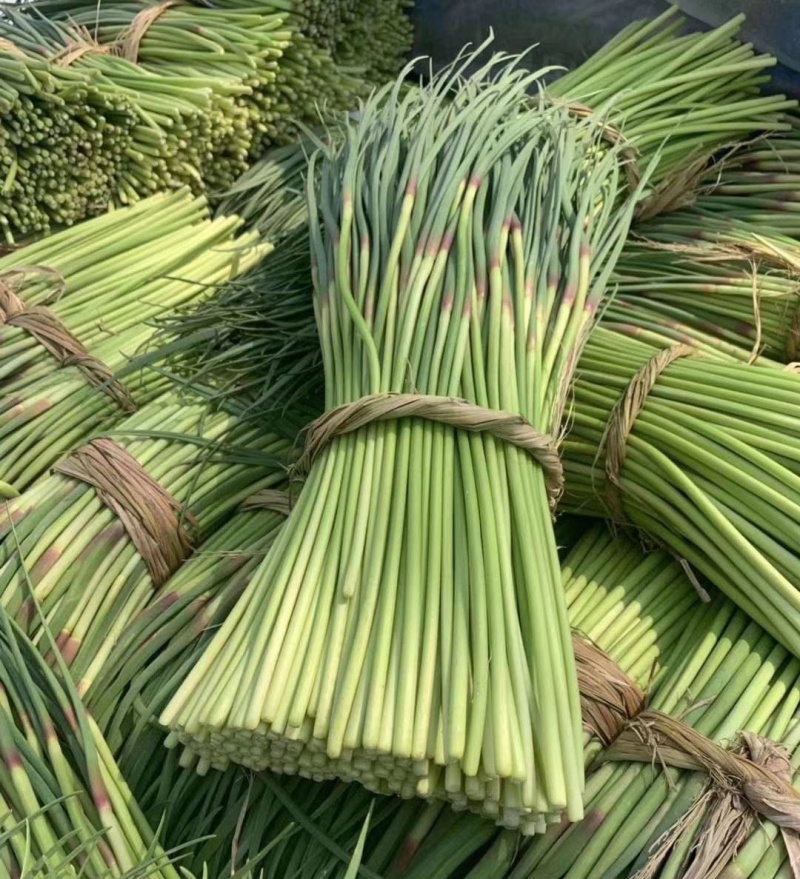 《精选》杂交蒜苔，质量好，适合发市场，现货供应，全国代发