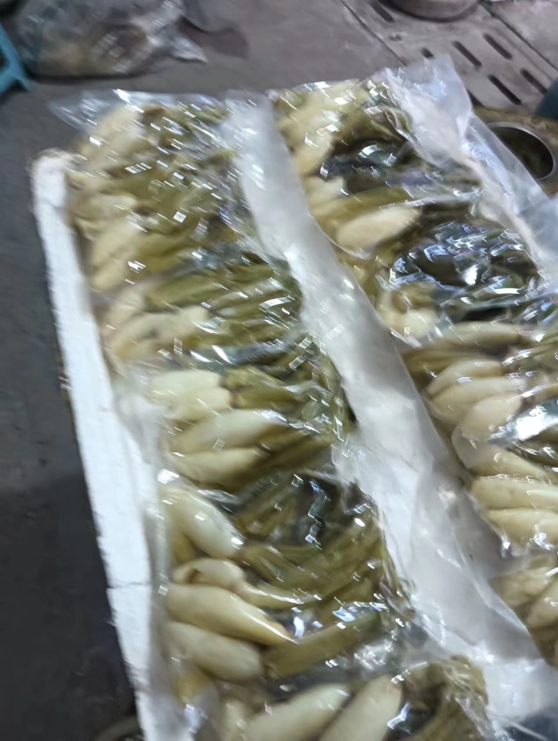 宁化萝卜酸菜货源充足量大从优一手货源欢迎咨询