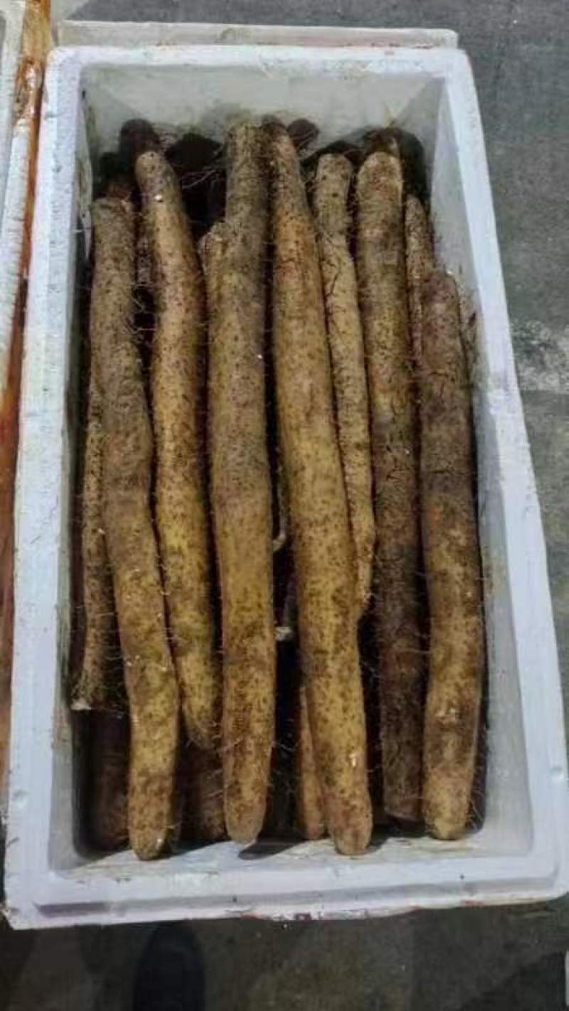 精品山药一手货源量大从优欢迎咨询