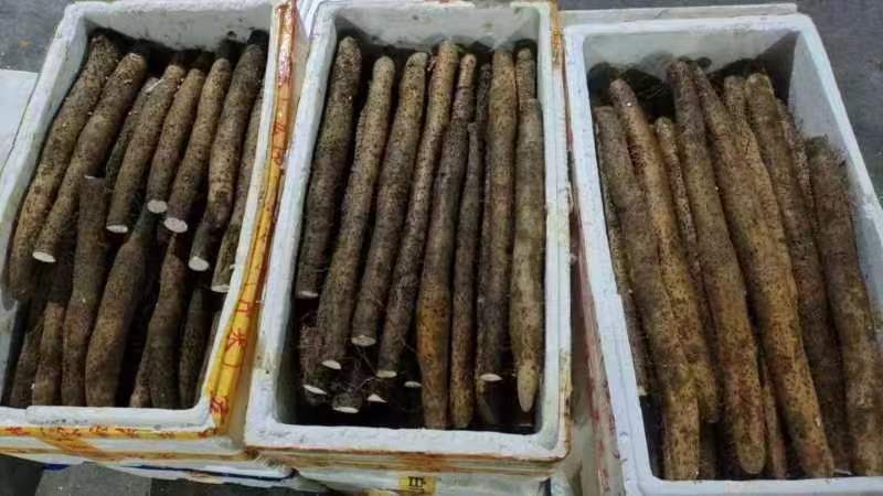 精品山药一手货源量大从优欢迎咨询