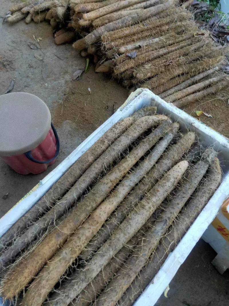 精品山药一手货源量大从优欢迎咨询