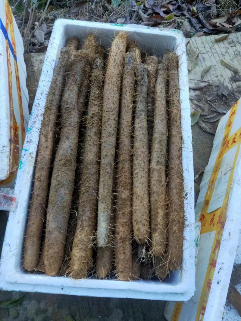 精品山药一手货源量大从优欢迎咨询