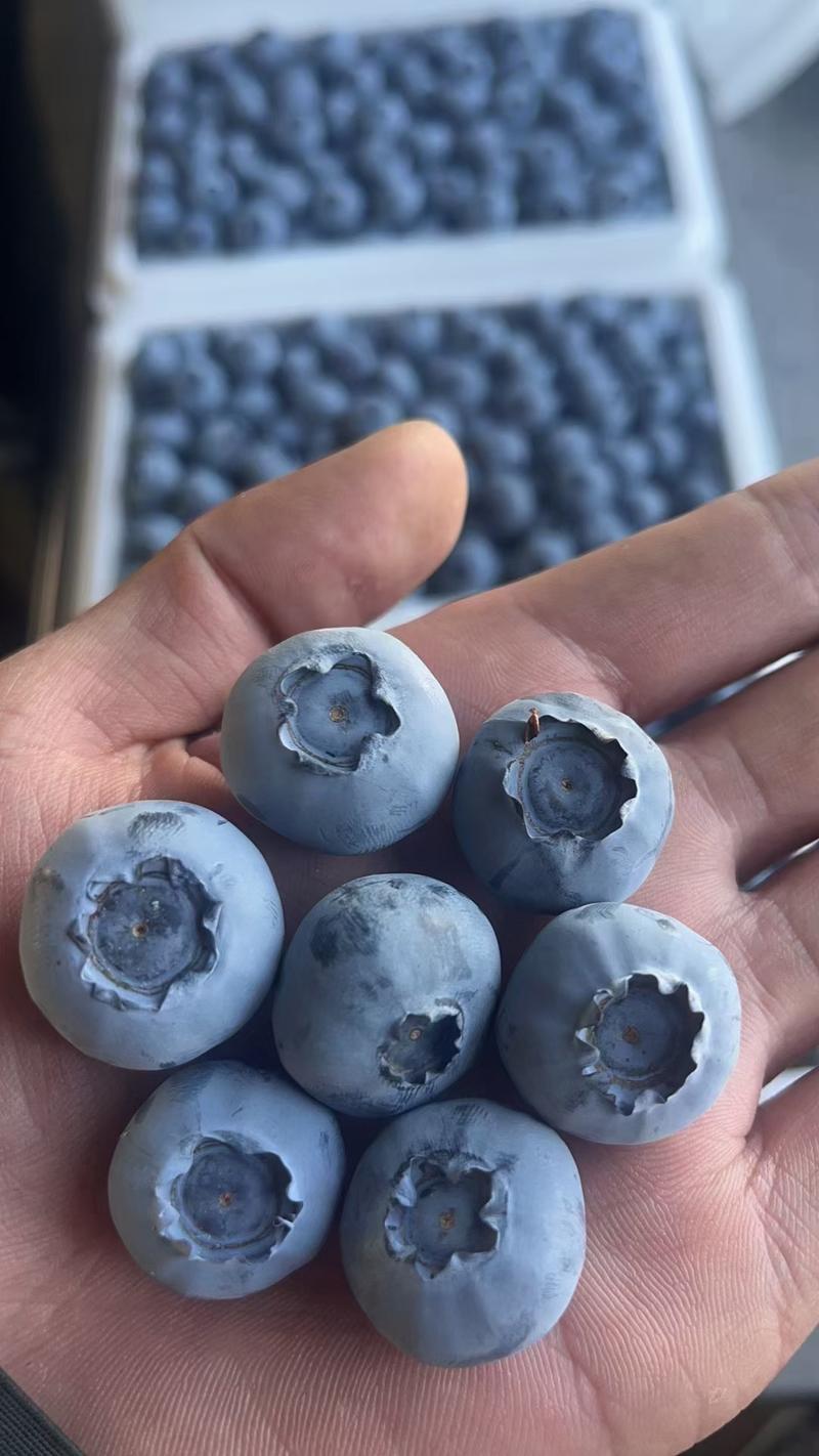 山东蓝莓L25云雀优瑞卡博物f6宝石全国发货