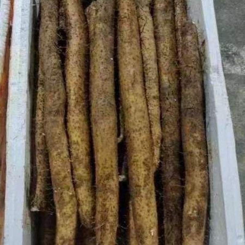 精品山药一手货源量大从优欢迎咨询